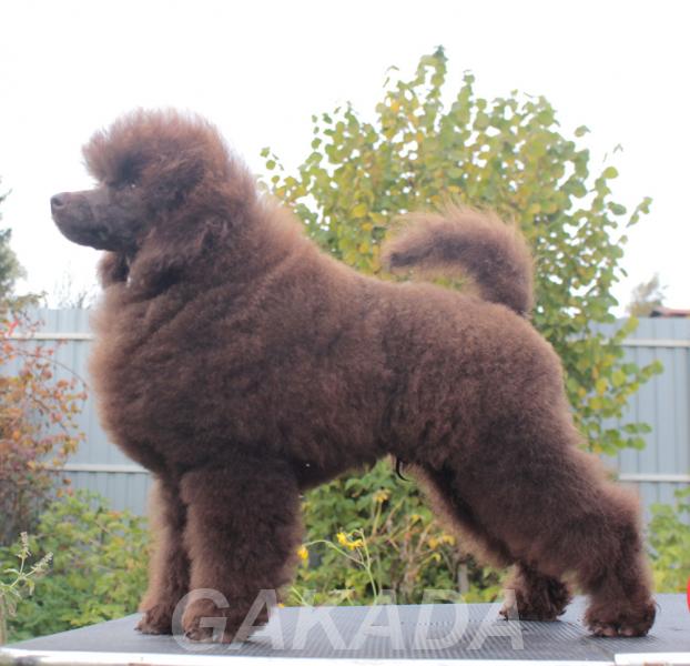 Миниатюрный пудель коричневый щенок мальчик, Вся Россия