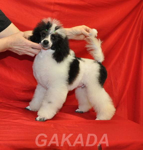 Пуделя щенок миниатюрный бело черный арлекин шьен партикол, Вся Россия