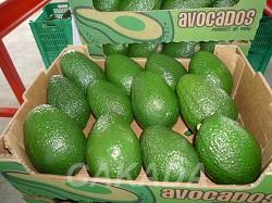 Предлагаем авокадо из Бразилии