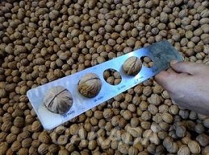 Прямые поставки грецкого ореха из Чили, Вся Россия