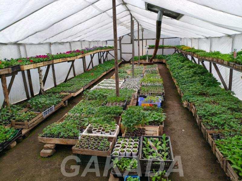 Время украшать сад и огород крепкая рассада для отличного,  Красноярск