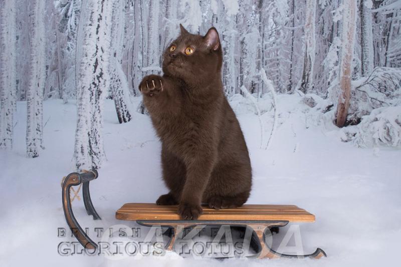 Продается британский котик Надир из питомника Glorious Lot, Вся Россия