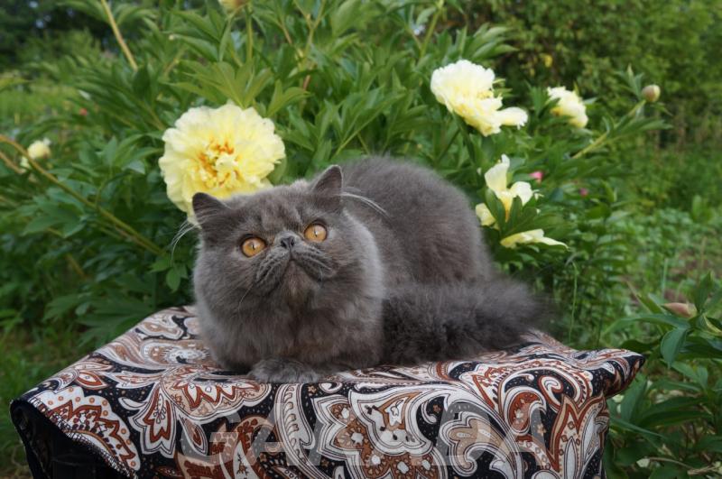 Персидские и экзотические котята от титулованных родителей