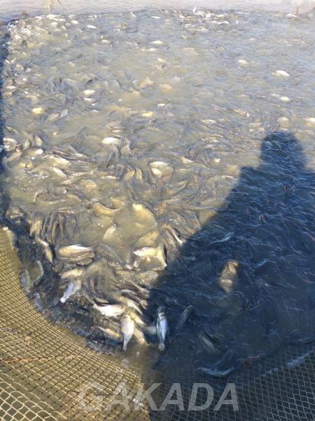 Отлов рыбы в рыбоводческих хозяйствах,  Краснодар