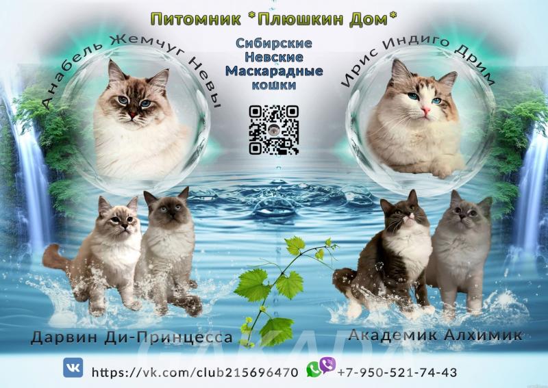 Котята Невской маскарадной кошки,  Тюмень