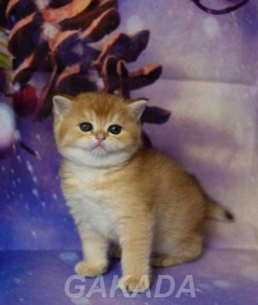 Британские котята разных окрасов Питомник Москва,  Тула