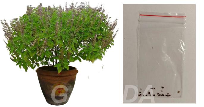 Семена туласи в пакетике для выращивания дома, Вся Россия