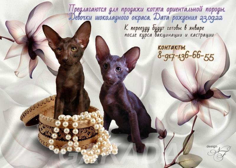 Котята ориентальной породы,  Калининград