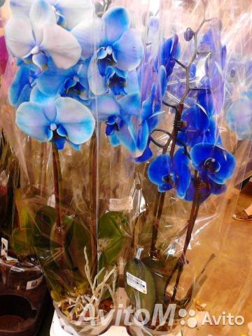 Орхидея синяя 2 ствола,  Москва