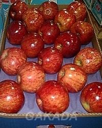 Предлагаем прямые поставки яблока из Аргентины, Вся Россия